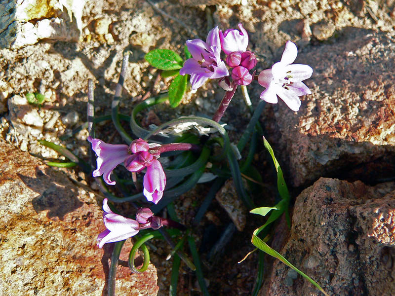 Brimeura fastigiata / Giacinto fastigiato